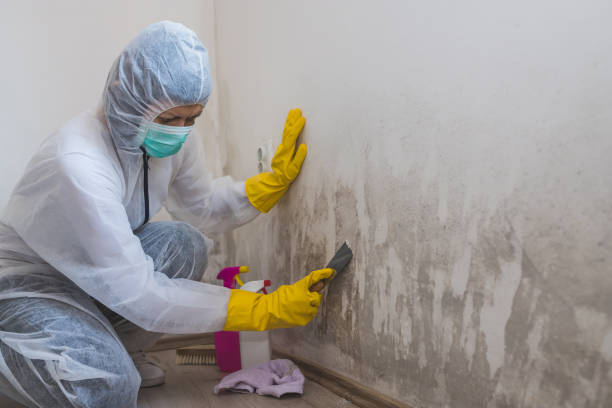 Blossom, TX Mold Inspection, Removal & Remediation Company